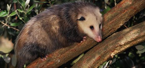 Opossum