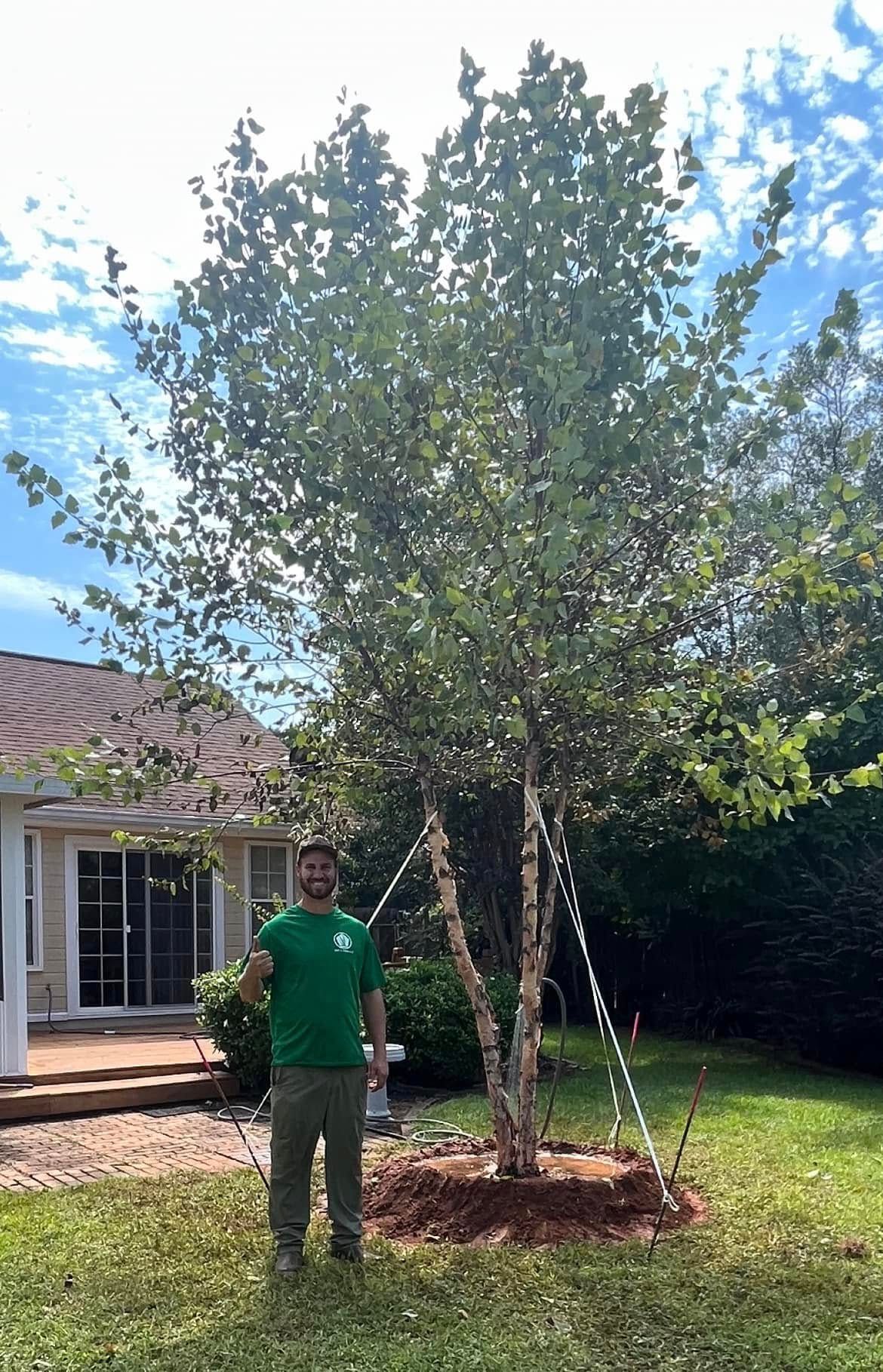 Man standing next to a young birch tree in a backyard, sunny day.