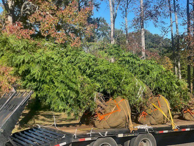 a truck is carrying trees on a trailer .