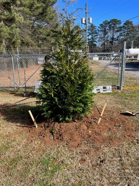 a tree is being planted in the dirt in a yard .