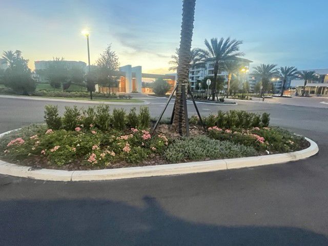 a roundabout with flowers and a palm tree in the middle of the road .