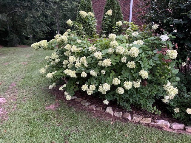 a bush with white flowers and green leaves in a yard .
