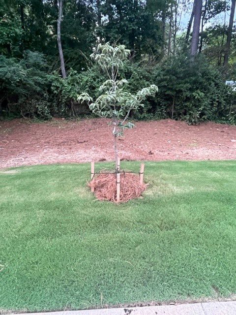a small tree is sitting in the middle of a lush green lawn .