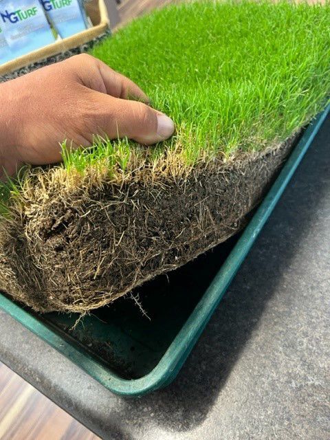 a person is holding a piece of grass in their hand .