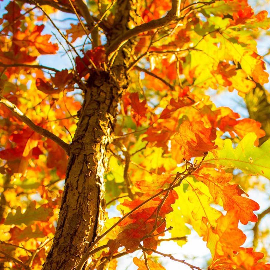 Autumn tree with orange and yellow leaves against a bright sky