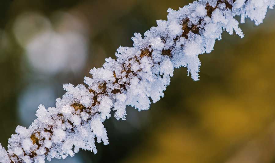 Snow-covered branch against a blurred golden background
