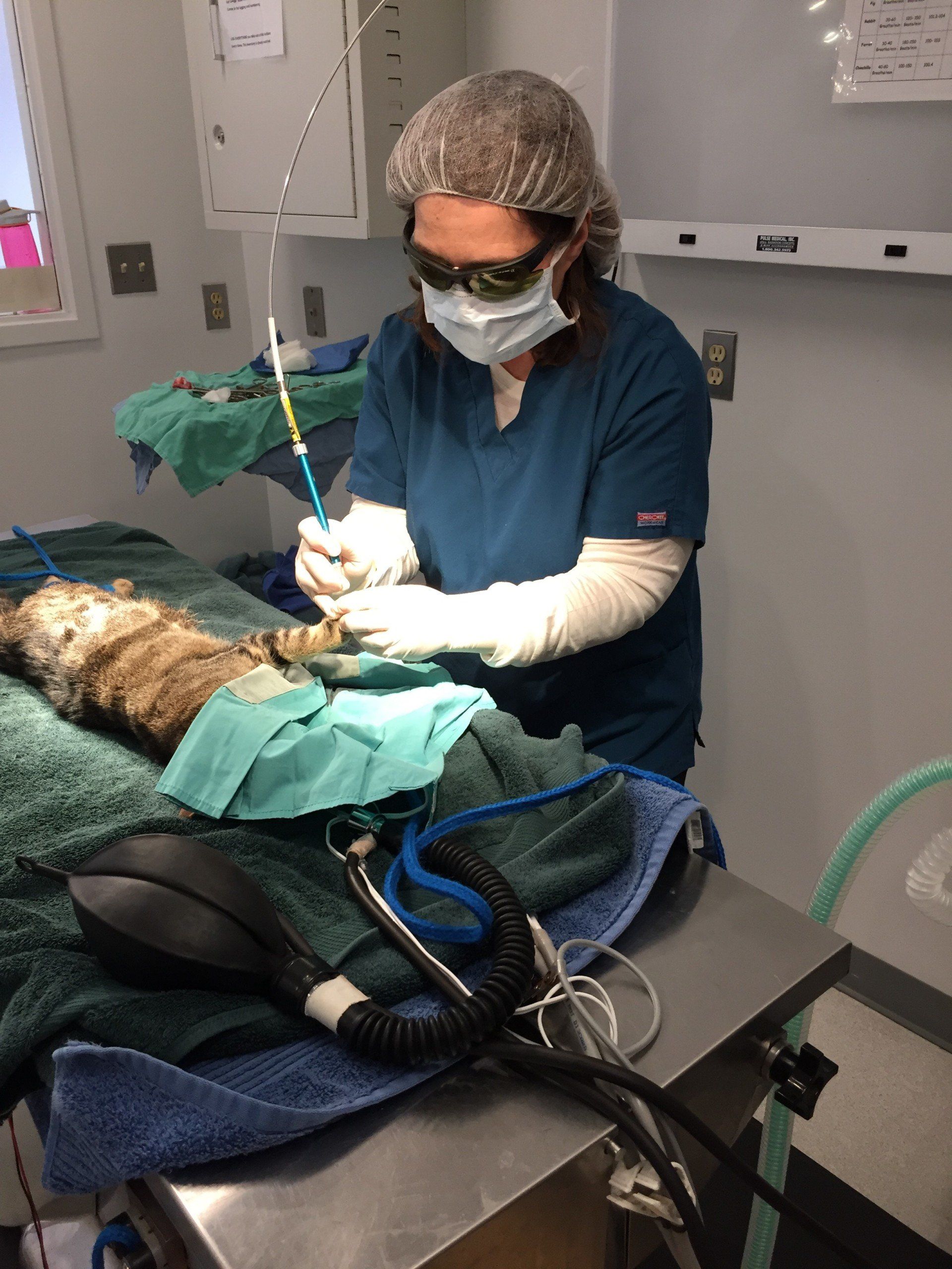 Veterinary Services Bel Air & Joppa, MD Chadwell Animal Hospital