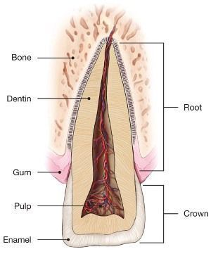 Root Canal Treatment