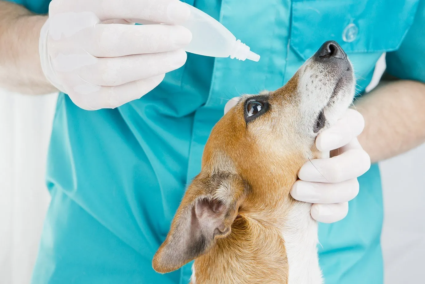 Veterinarian administering eye drops to a dog wearing white gloves, dog has brown and white fur, set against a teal background.