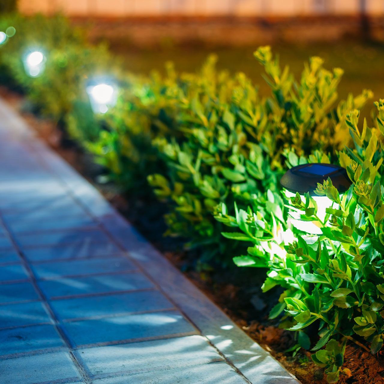 Garden path and lights