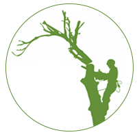 Jesus Hernandez Tree Services