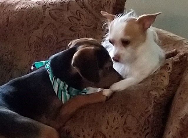 affordable grooming and boarding