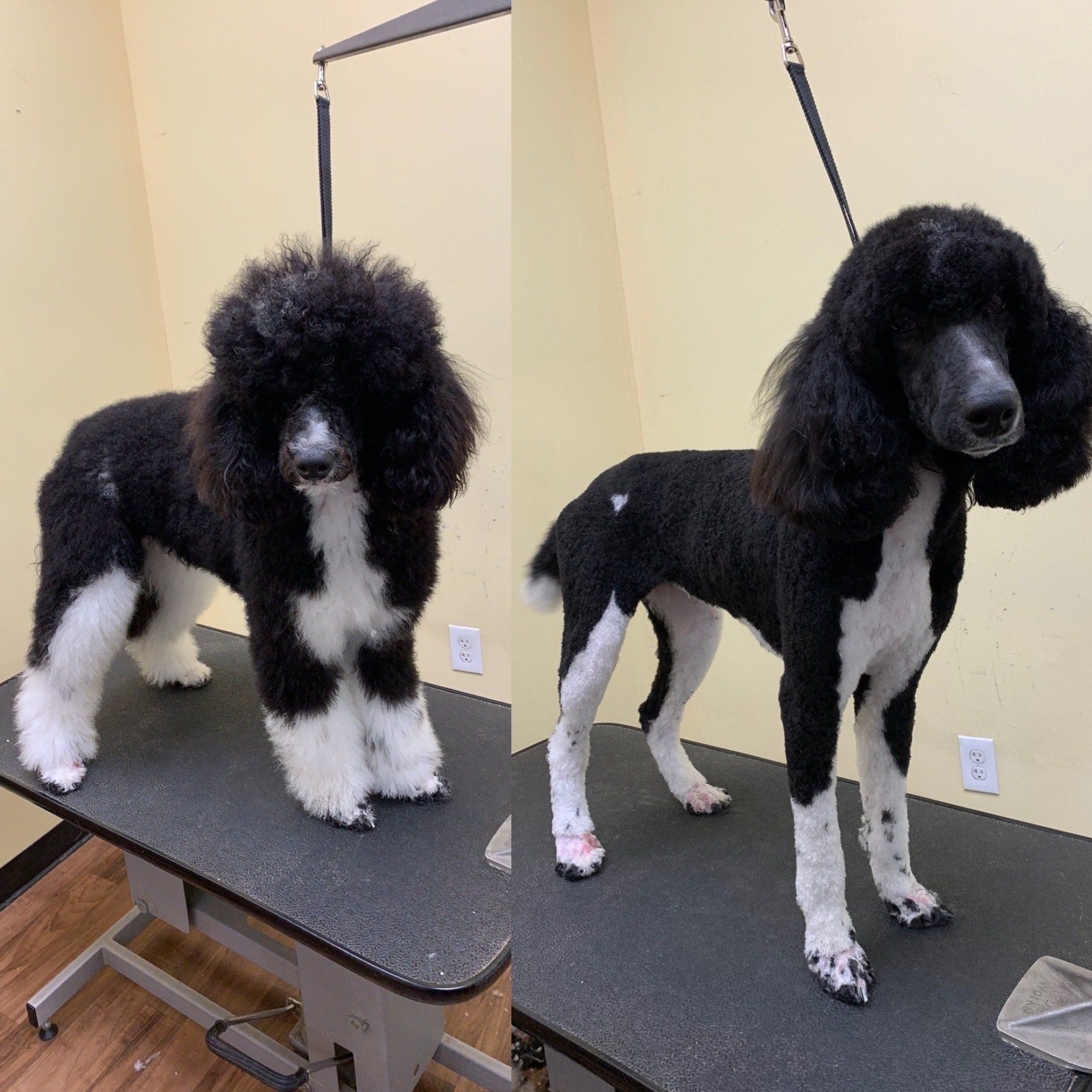 dog grooming before and after