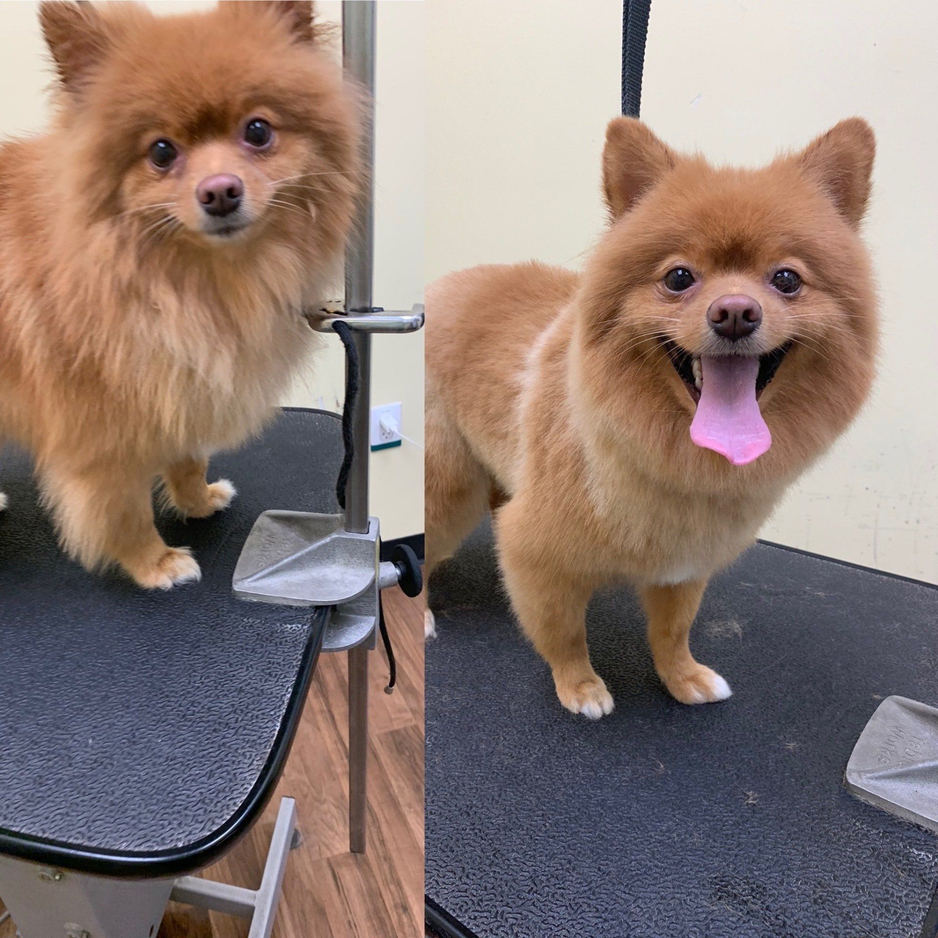 dog grooming before and after