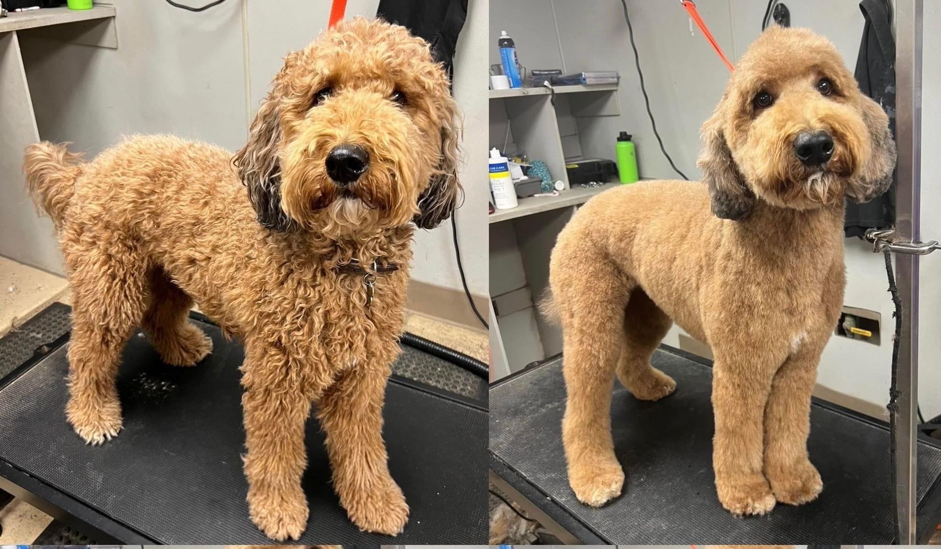 before and after grooming photo of a cute brown dog
