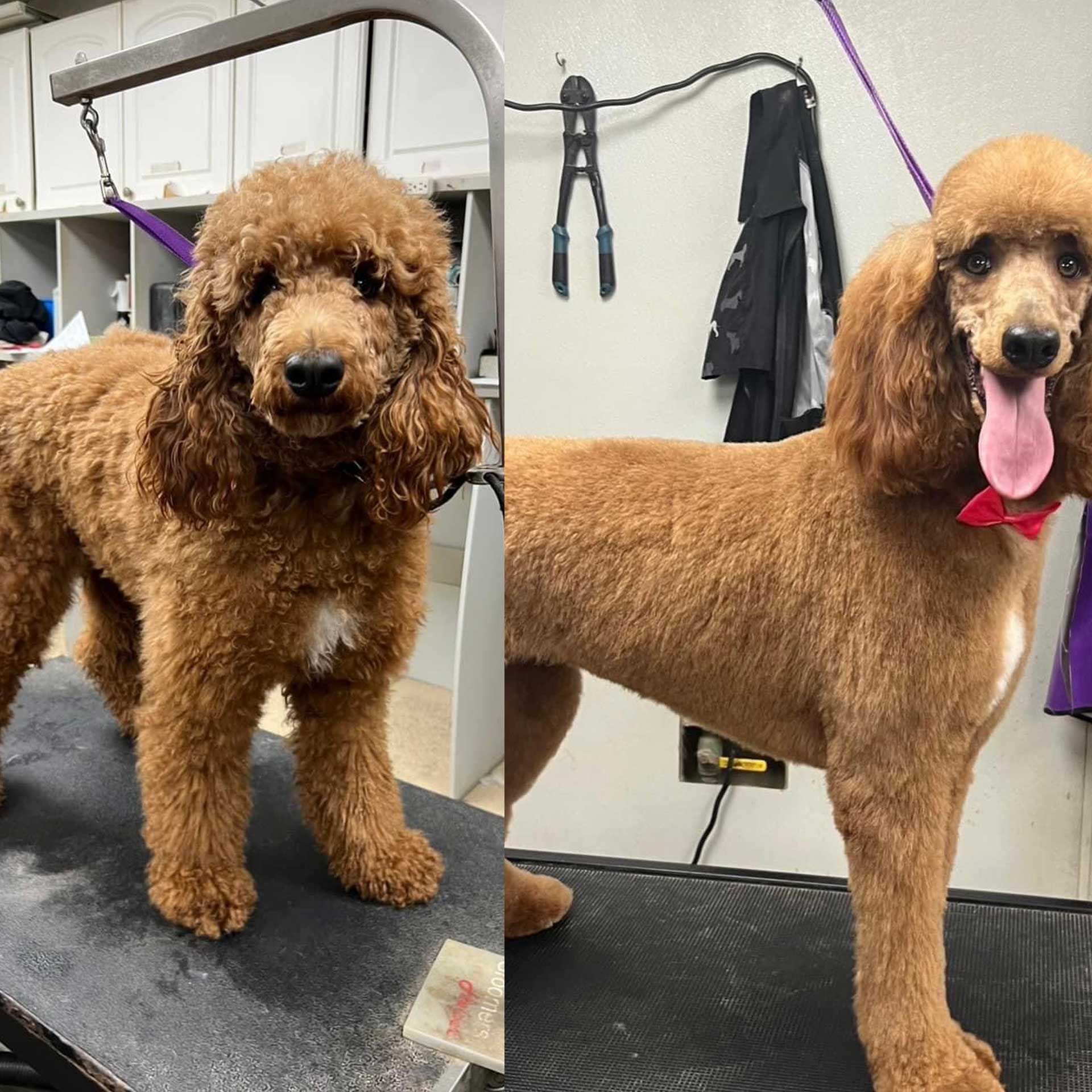 dog grooming before and after