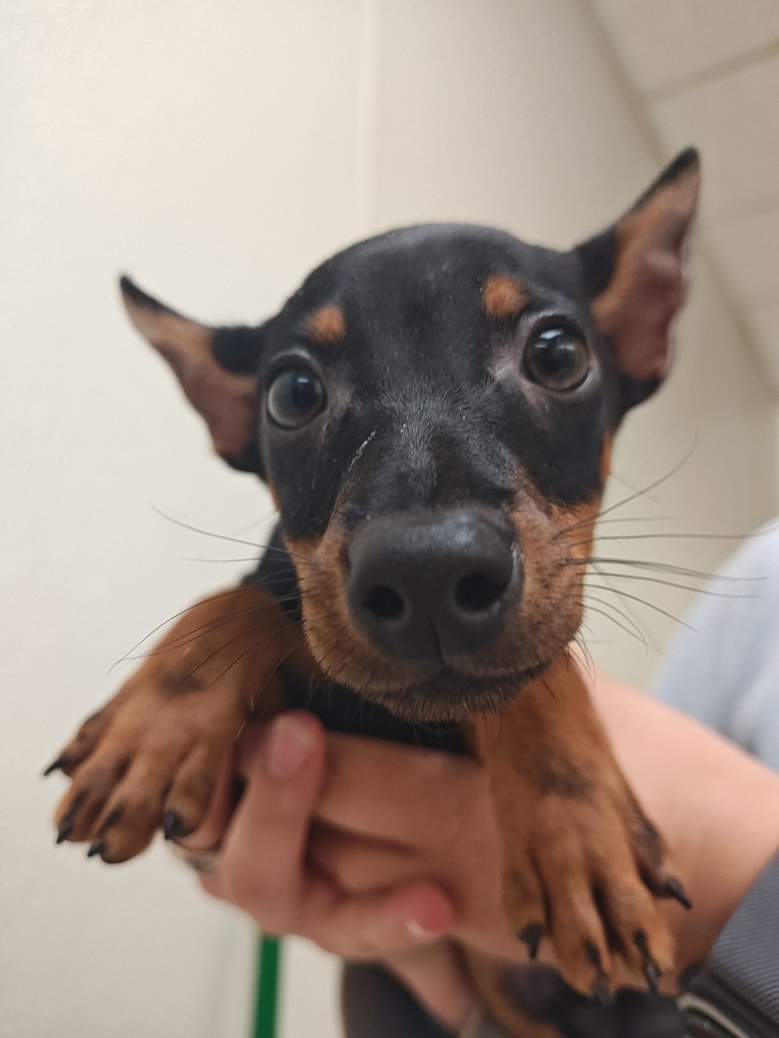 Small black-and-tan puppy being held up, looking at the camera with wide eyes.