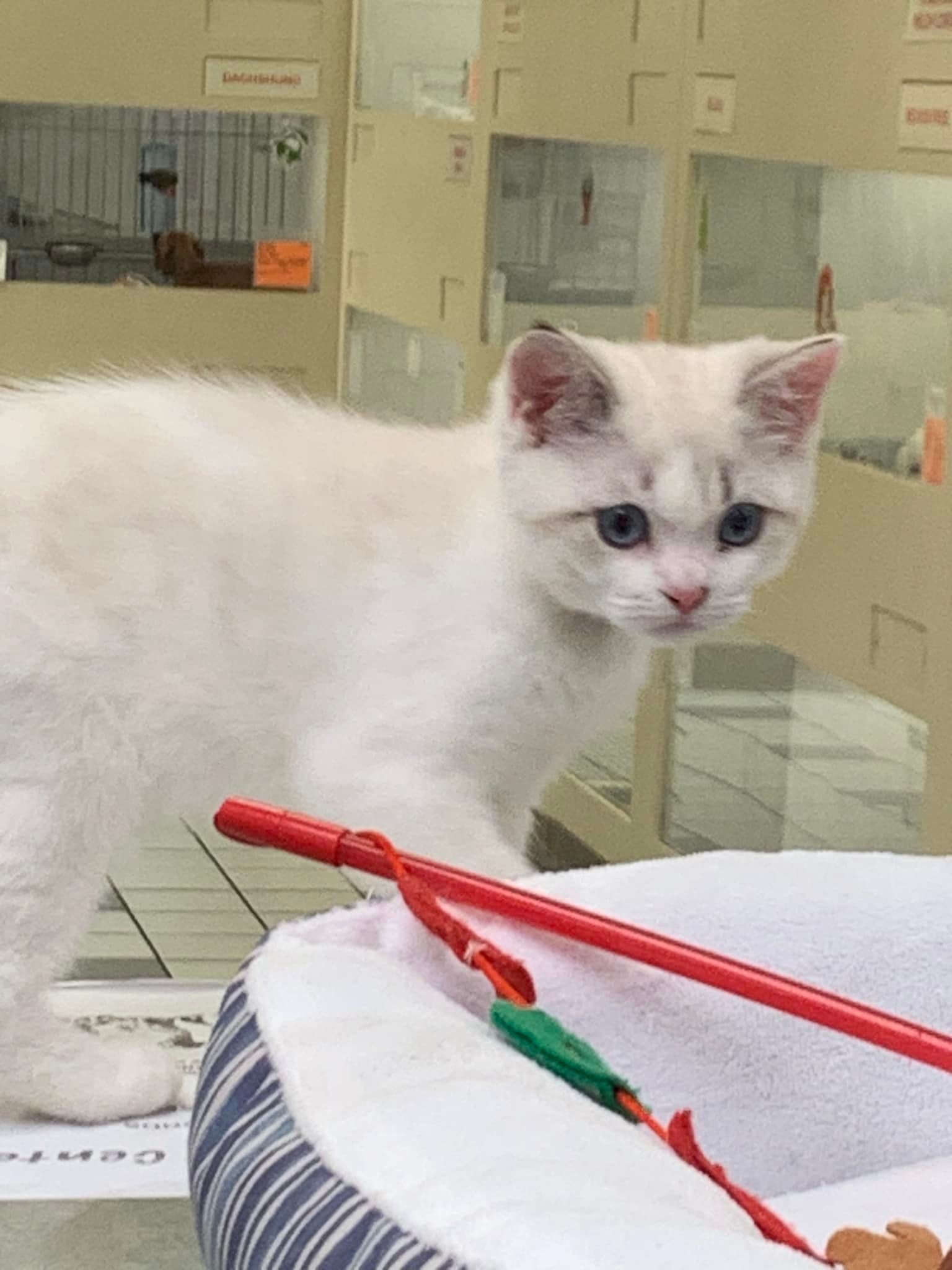 White kitten with blue eyes standing by a red-handled fishing toy in a room