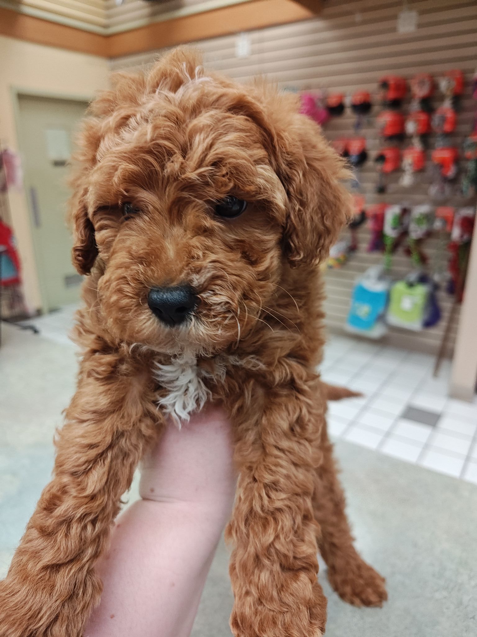 Small curly brown puppy being held up indoors, with a white patch on its chest.