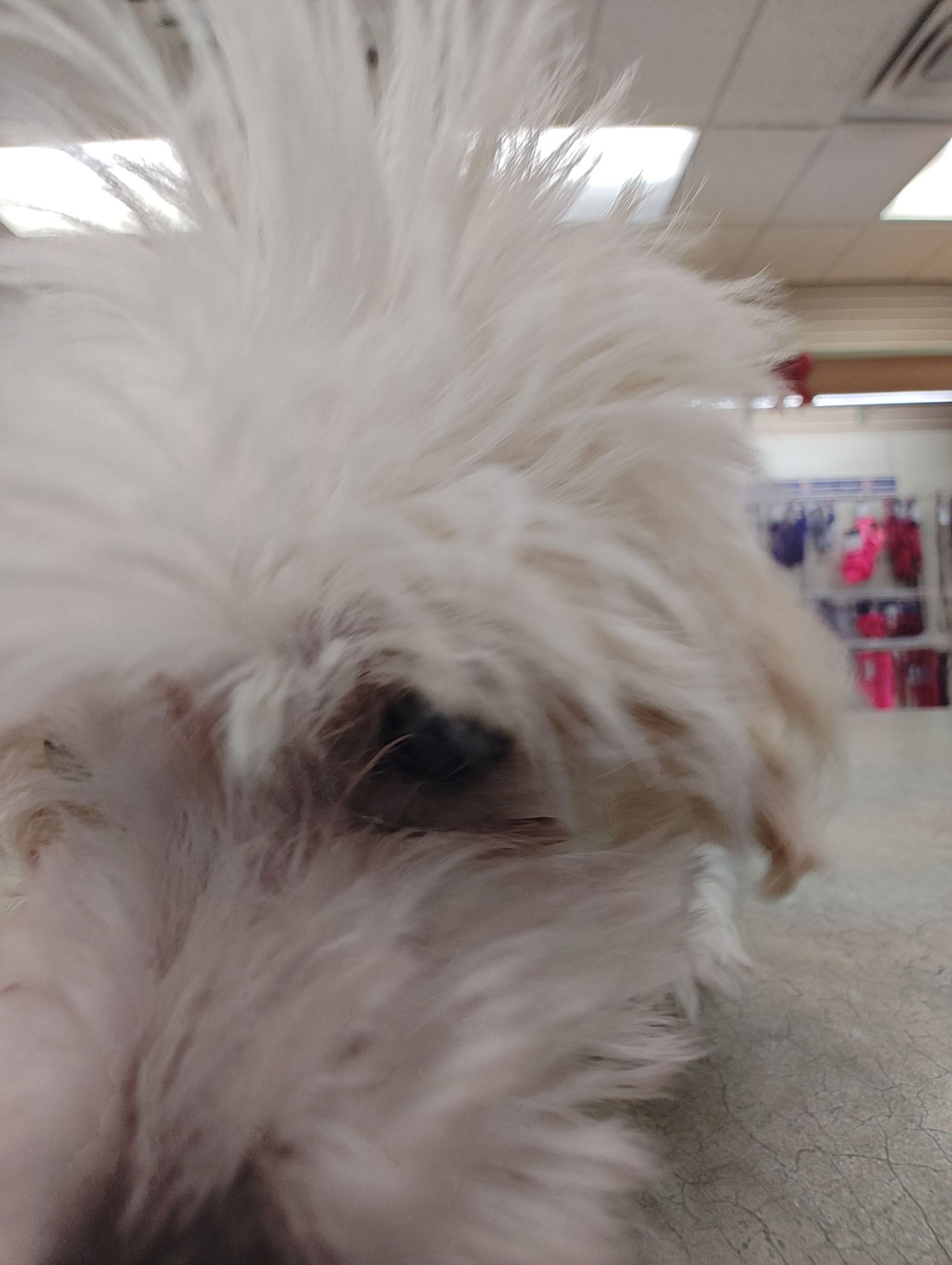 Close-up of a fluffy white dog indoors, with one eye and part of its nose visible.