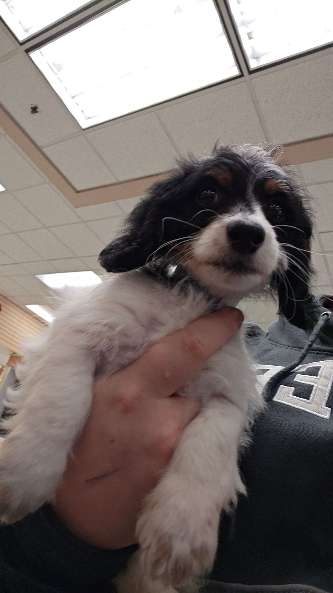 Small black-and-white puppy being held up indoors under ceiling lights