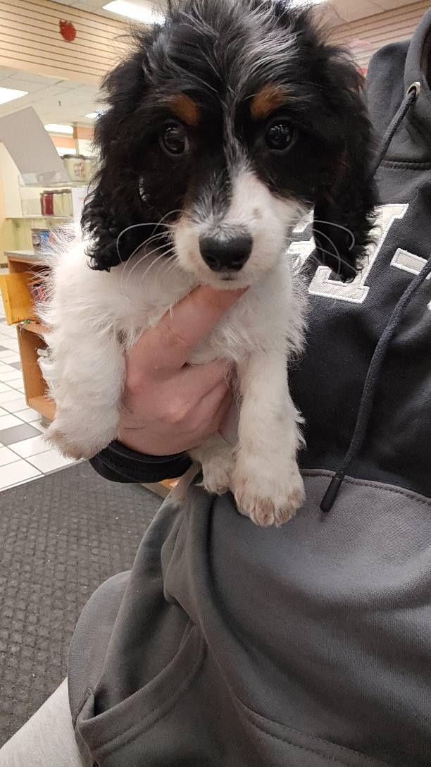 Small black-and-white puppy being held indoors, with floppy ears and a curious expression.