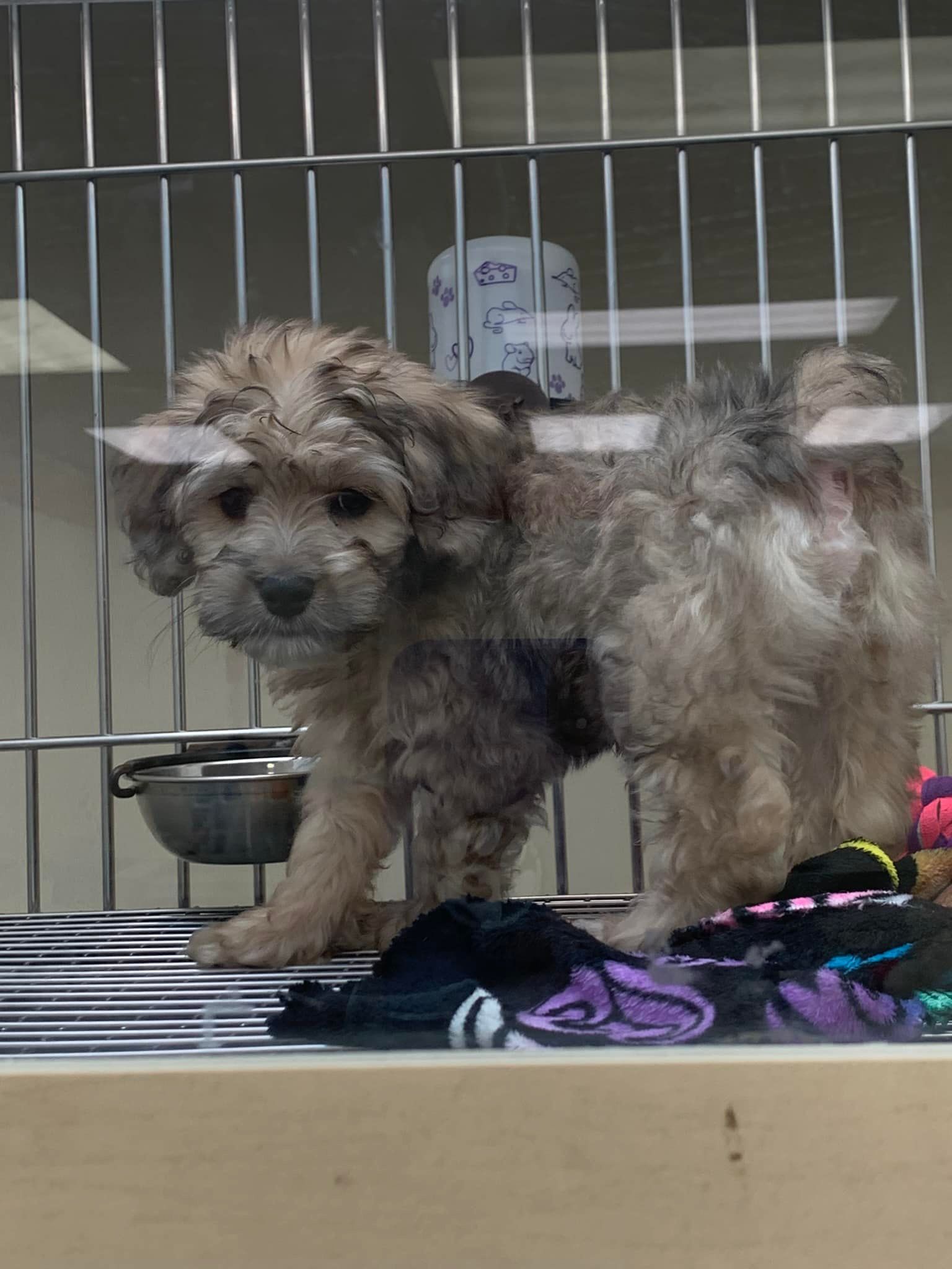 Small shaggy puppy standing in a kennel, with a food bowl and blankets nearby