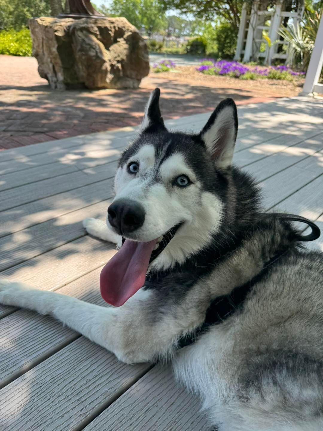 Husky lying on a wooden deck, panting with tongue out, in a sunny garden setting