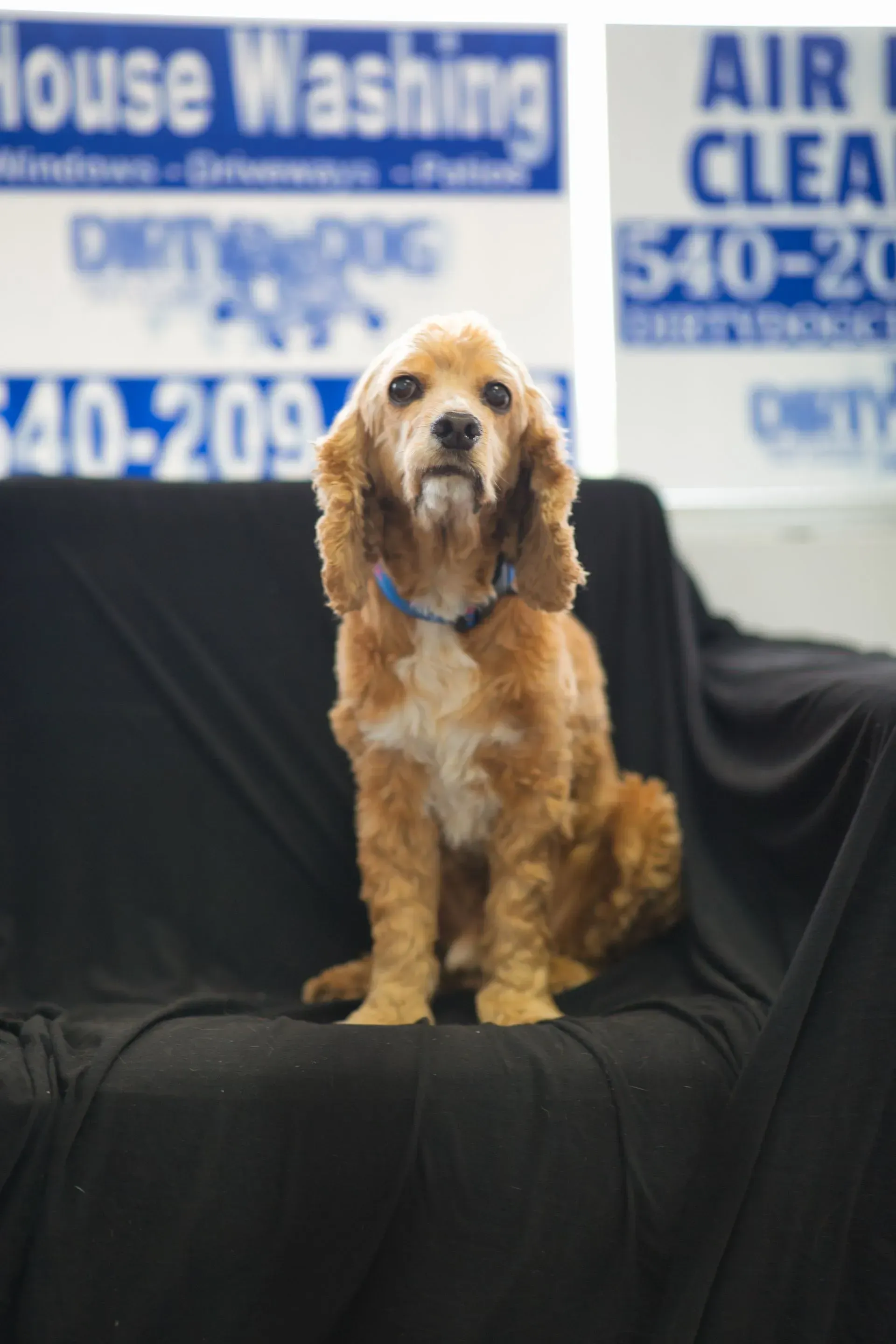 Golden cocker spaniel seated on a black draped chair in front of house-washing signs
