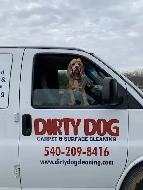 White Dirty Dog Carpet & Surface Cleaning van with a dog in the passenger window and company phone number.