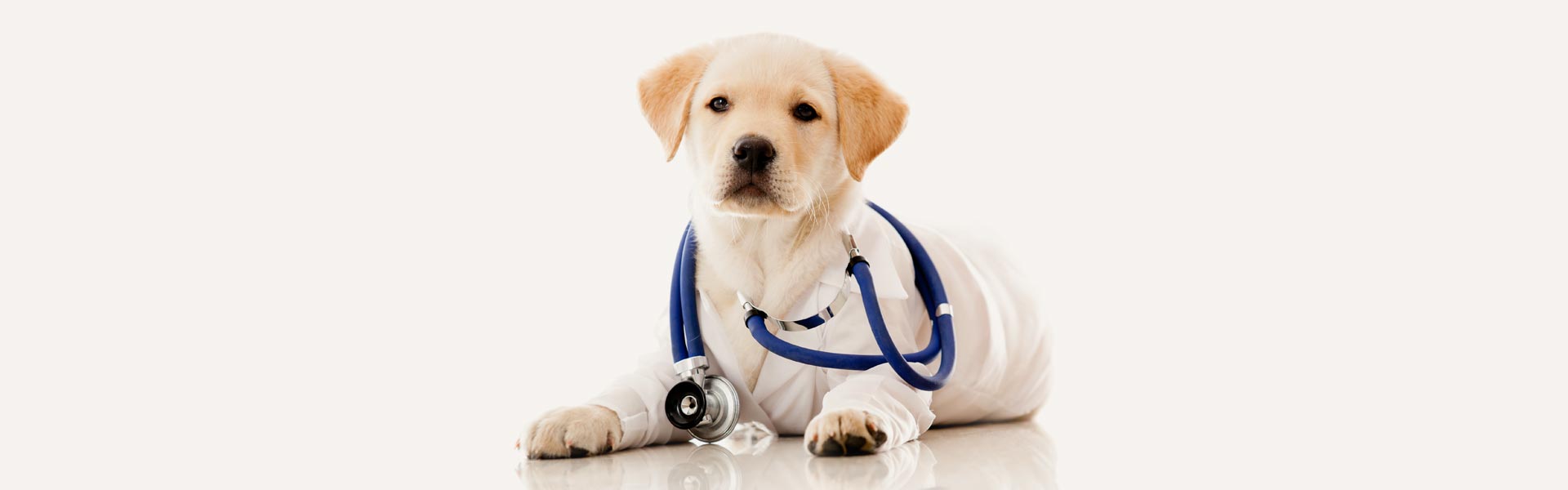 Veterinary Service