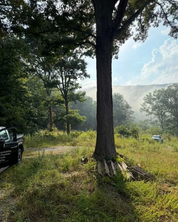 Large tree with thick trunk, in a clearing with a vehicle, fog in the background, and surrounding trees.