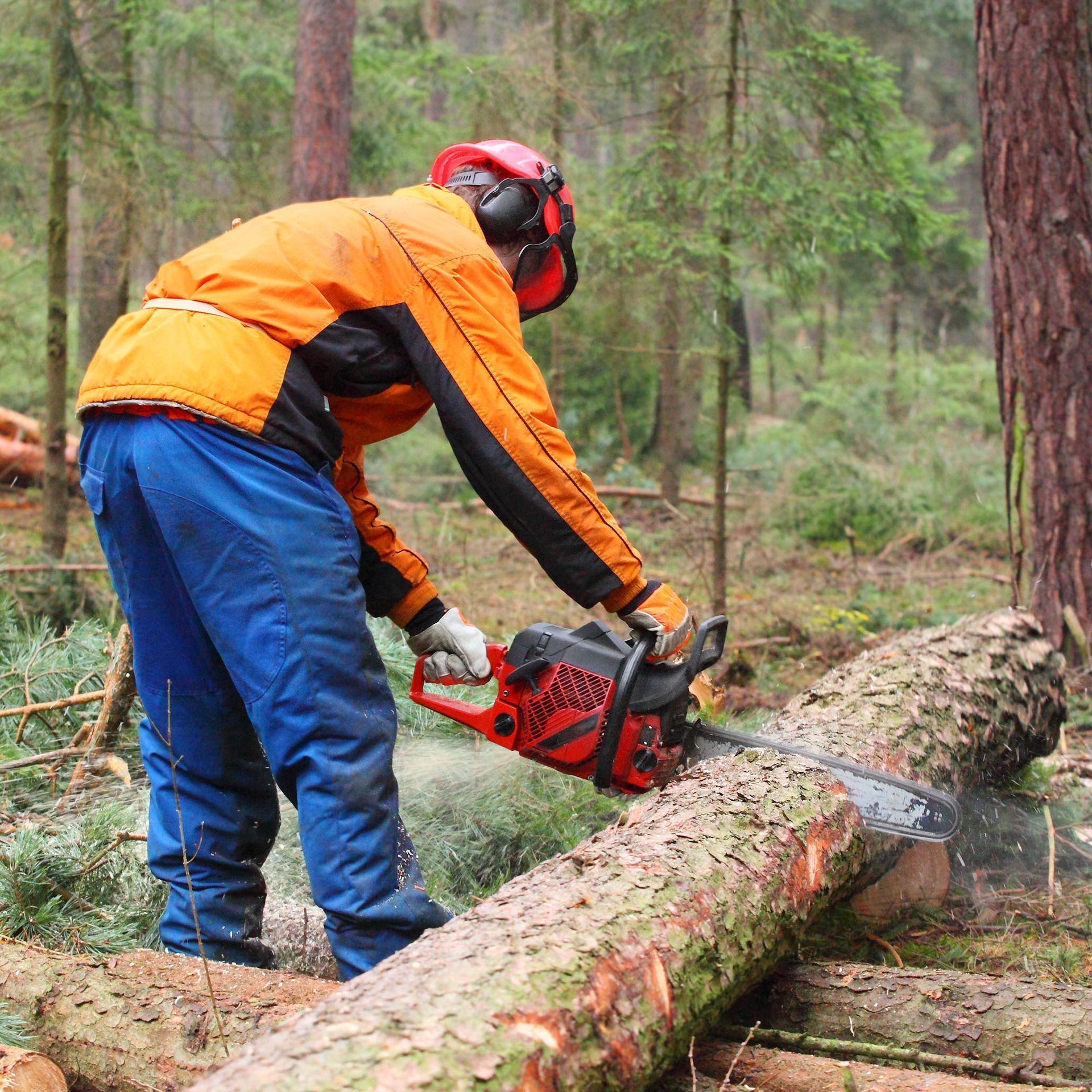 A person in safety gear cutting a log with a chainsaw in a forest.