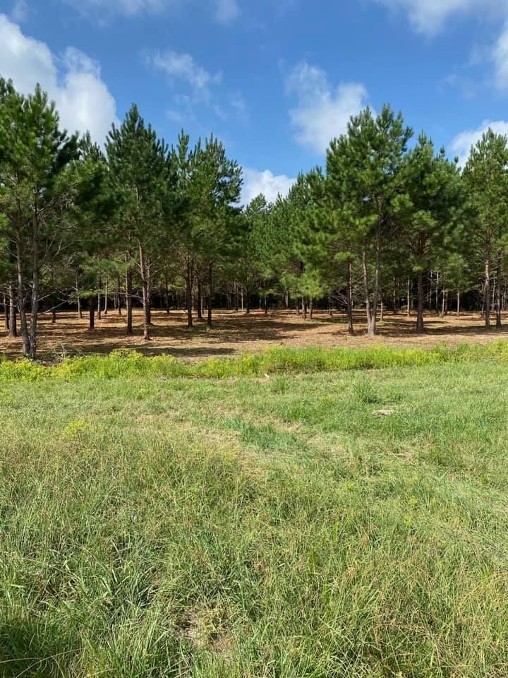 Green field with rows of tall pine trees under a partly cloudy blue sky.