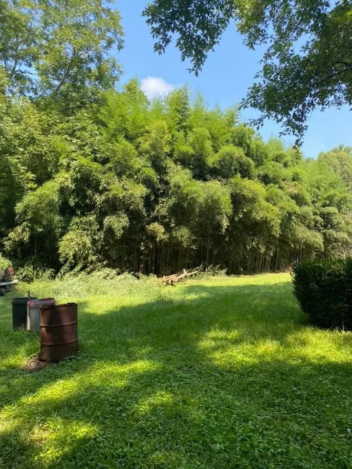 Lush bamboo grove behind a grassy yard with rusty barrels and trees under a blue sky.