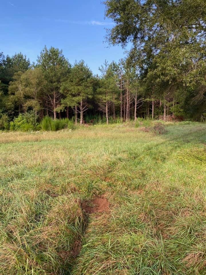 Grassy field leading to a line of pine trees under a clear blue sky.