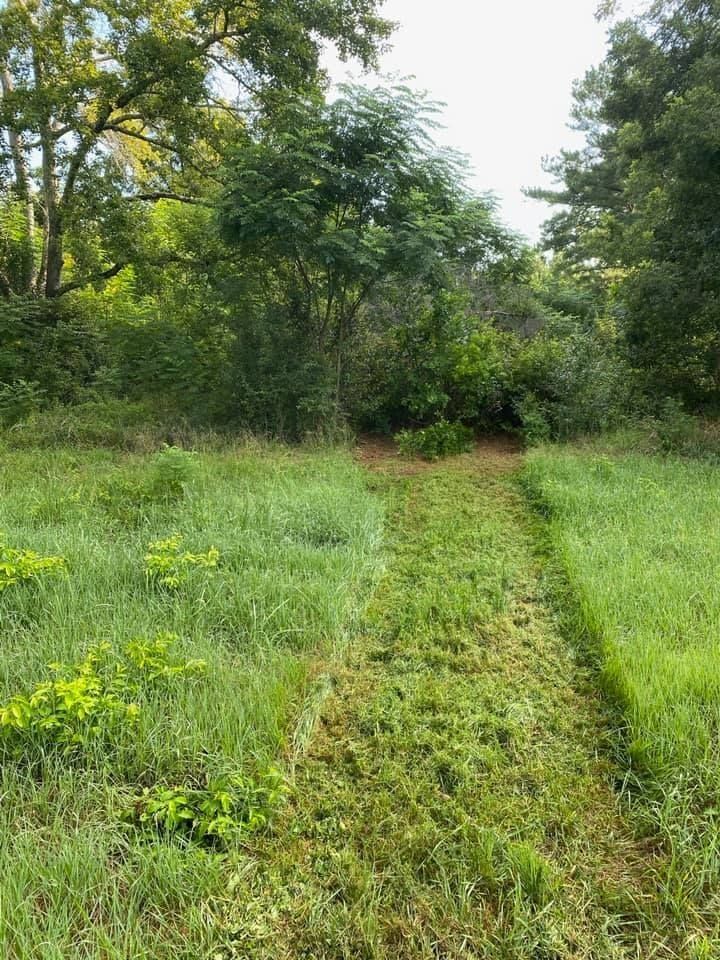 Grassy path mowed through tall grass, leading into a wooded area. Green foliage and trees under a bright sky.