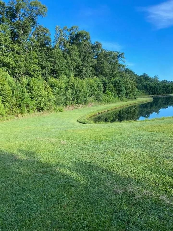 Grassy bank of a pond, with treeline and blue sky.