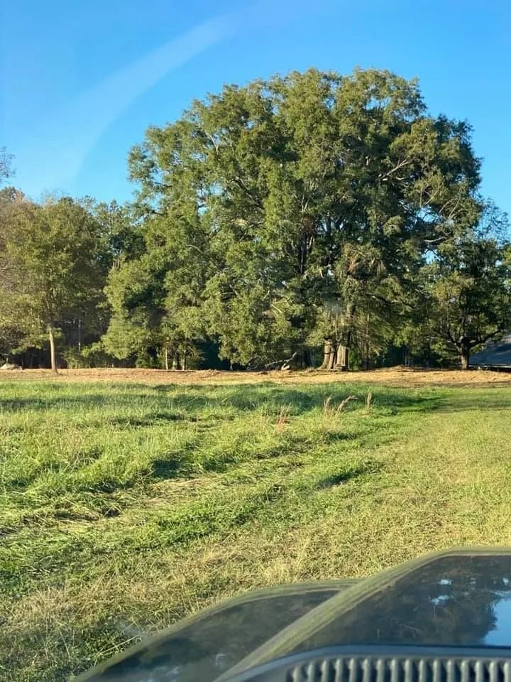 A large tree and other trees in a field under a blue sky, viewed from a vehicle.