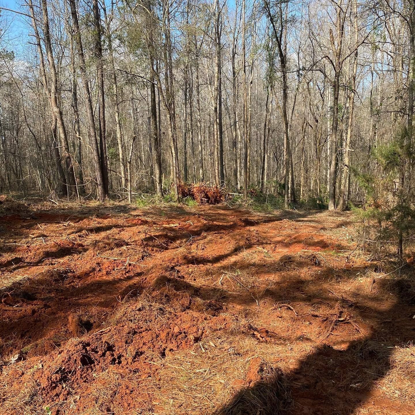 Clearing in a forest, red soil, brown tree trunks.