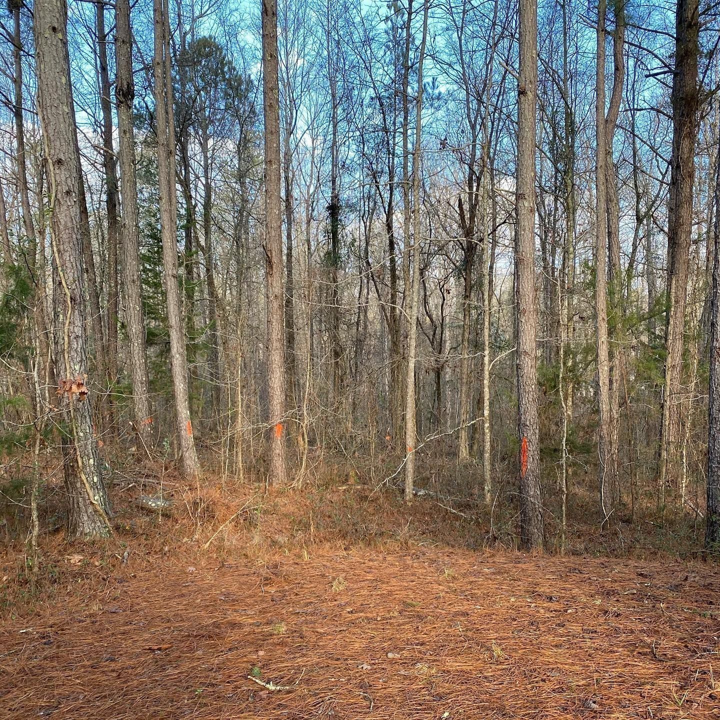 Trees in a forest with brown leaves on the ground and a blue sky visible.