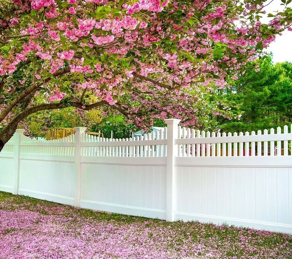 White fence under pink flowering tree with petals covering the ground