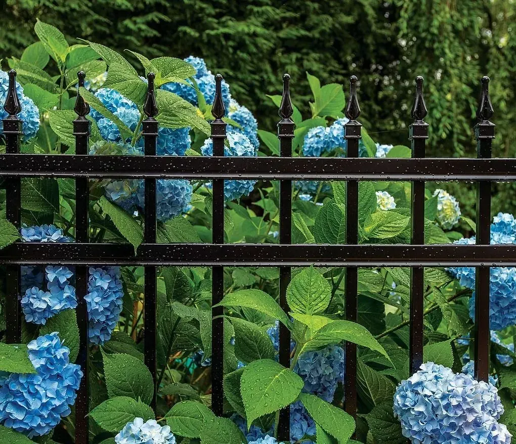 Blue hydrangeas blooming behind a black metal fence in a garden