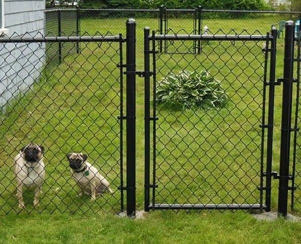 Two small dogs behind a chain-link fence in a grassy yard with a gate and black posts