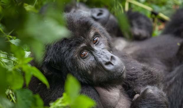 A gorilla is laying on its back in the woods looking at the camera.