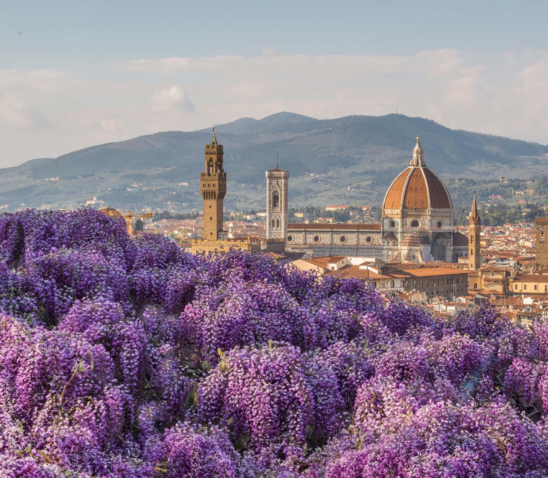 A field of purple flowers with a city in the background