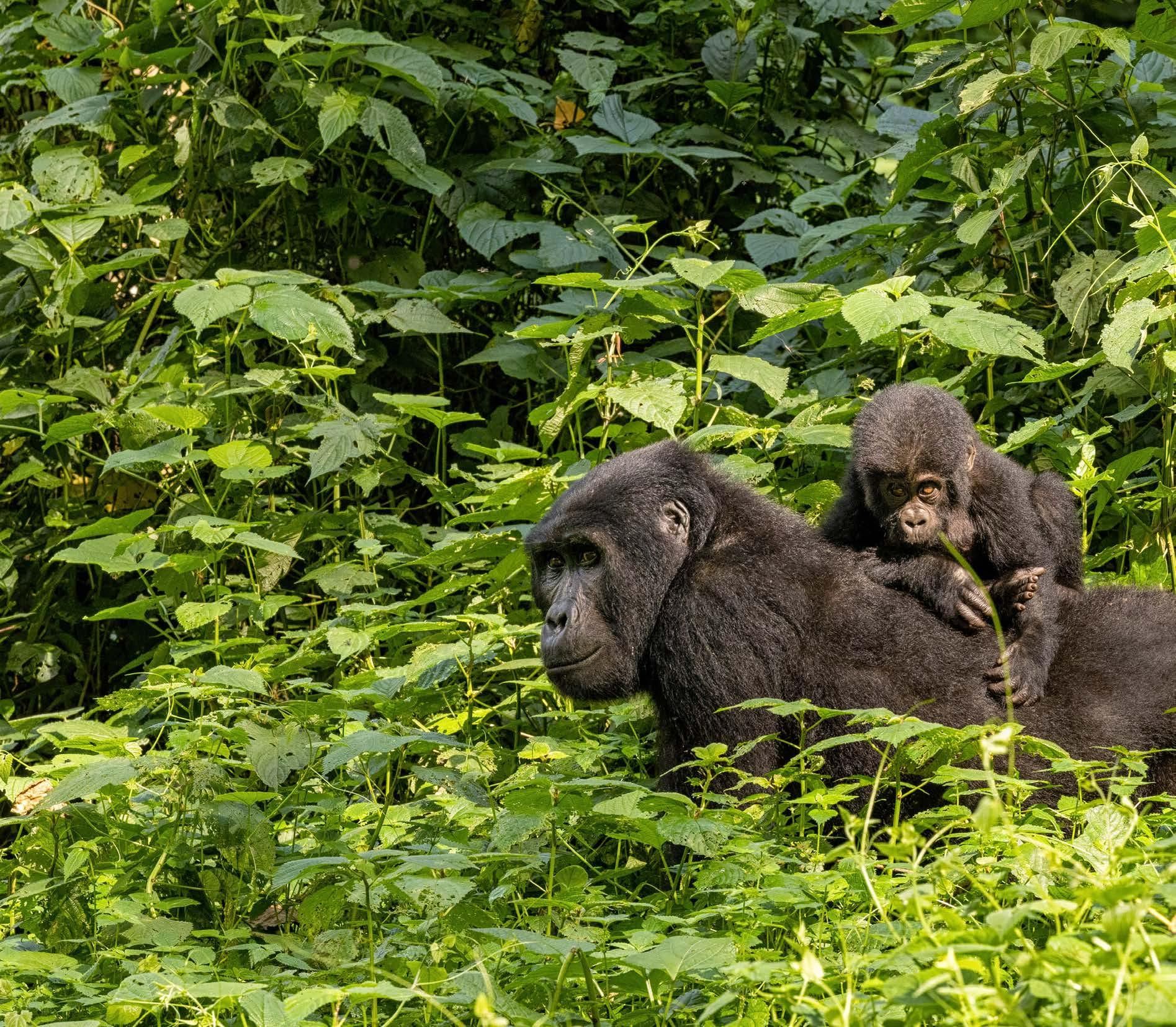 A gorilla is carrying a baby gorilla on its back.
