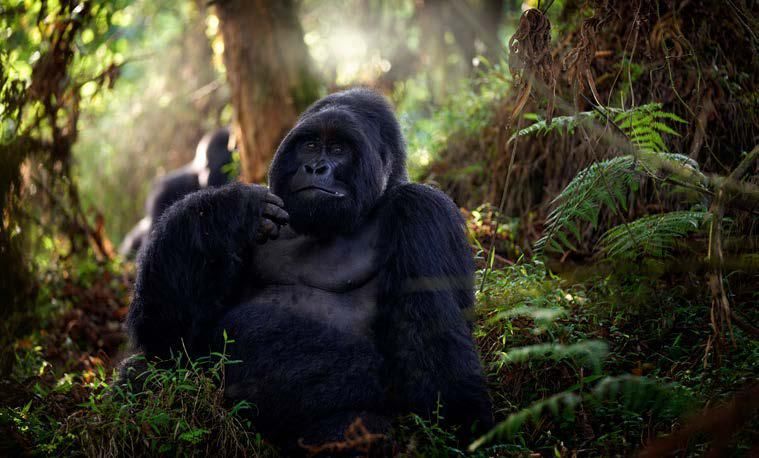 A gorilla is sitting in the woods looking at the camera.