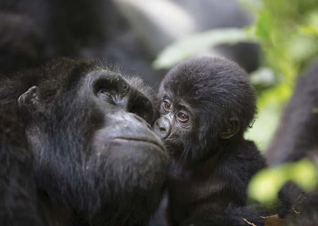 A gorilla and a baby gorilla are looking at each other.