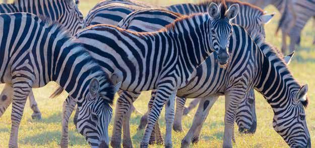 A herd of zebras grazing in a field.